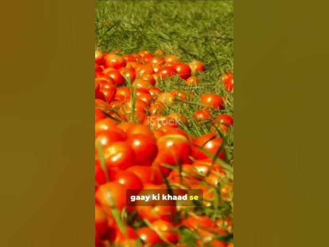 Video thumbnail for #tittle मेहनती किसान और उसकी गाय 🐄🐄