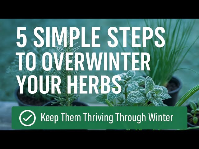 Video thumbnail for 🎥 ✅ 🌱 5 Simple Steps to Overwinter Your Herbs ❄️ | Keep Them Thriving Through Winter 🌿🎧