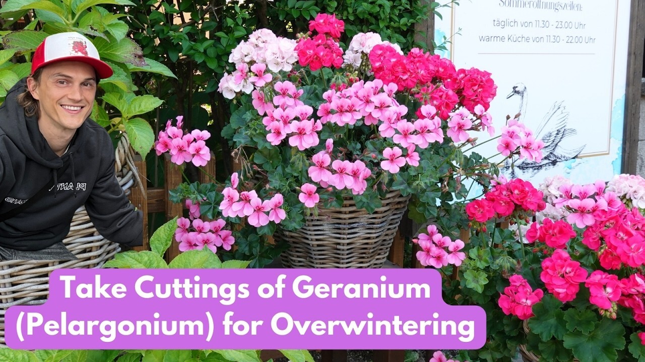 Video thumbnail for Overwintering GERANIUM with Cuttings (Pelargonium)