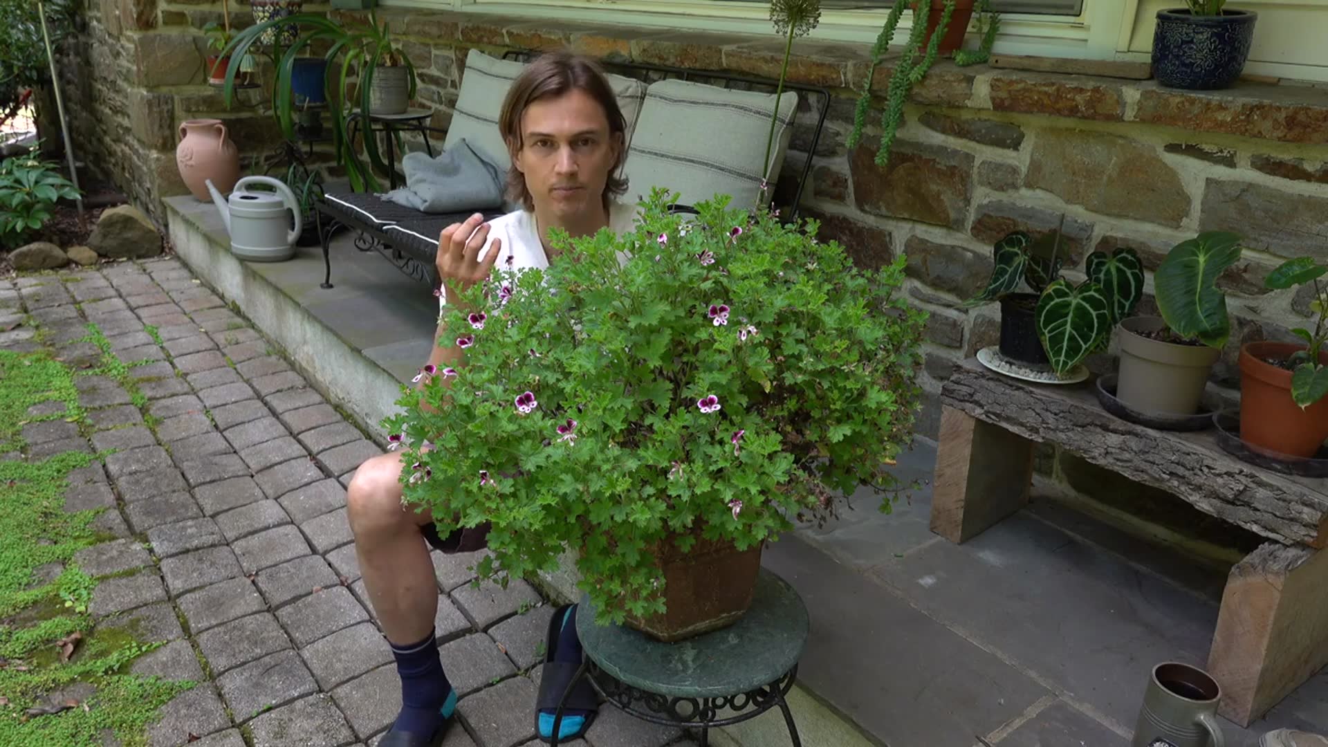 Video thumbnail for Overwintering GERANIUM with Cuttings (Pelargonium)