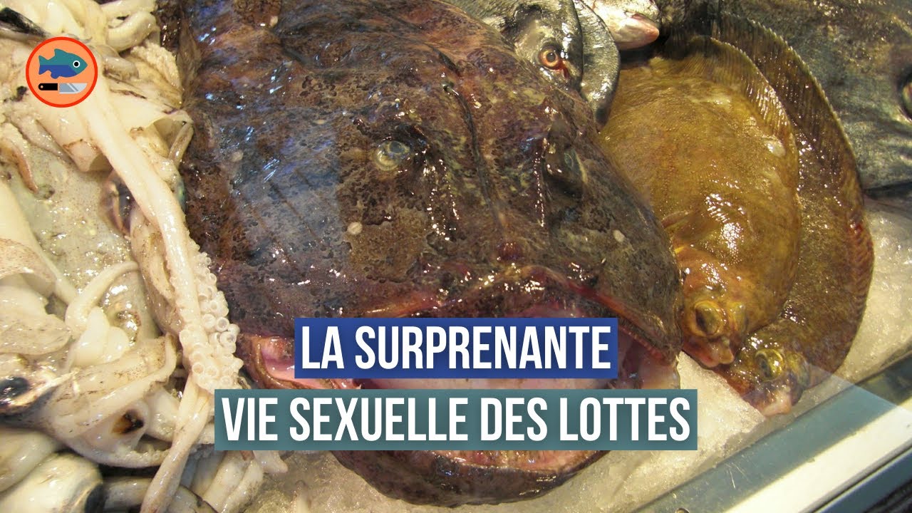 Video thumbnail for La surprenante vie sexuelle des lottes (+bonus)