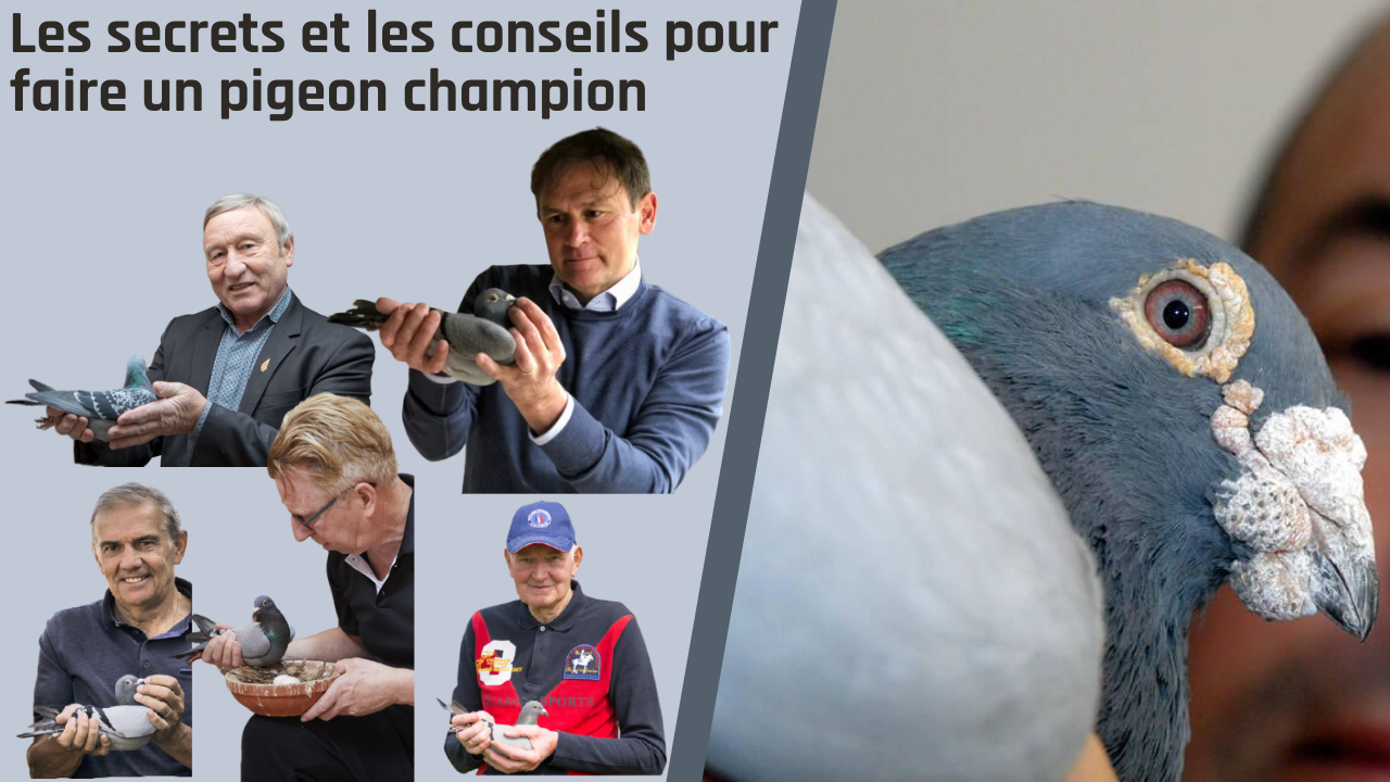 Video thumbnail for Les secrets et les conseils pour faire un pigeon champion