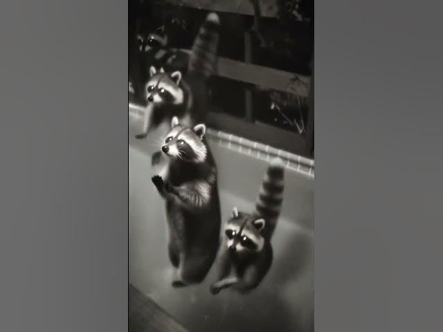 Video thumbnail for CRAZY racoon family invaded my swim pool at mid night with an owl