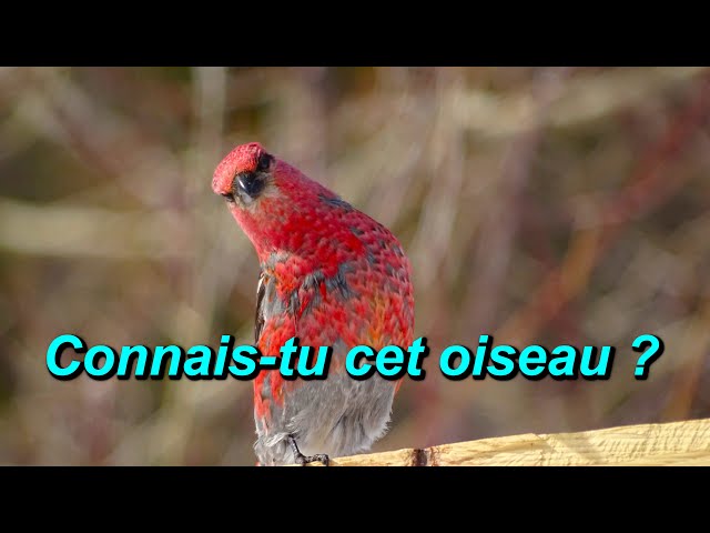 Video thumbnail for Le Durbec des sapins : un visiteur coloré de l’hiver