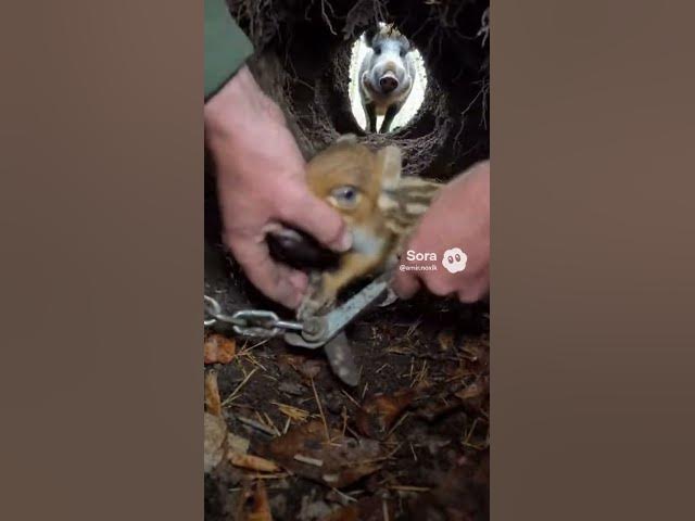 Video thumbnail for Hands Prying Synthetic Line in a Muddy Pen Close