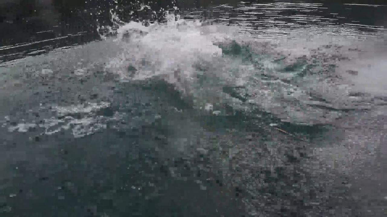 Video thumbnail for China: Joyful corgi diving and playing in the water.