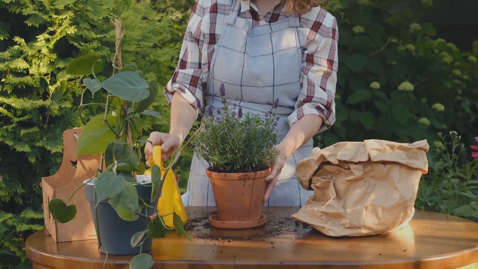'Video thumbnail for How to Grow Saffron Crocus'