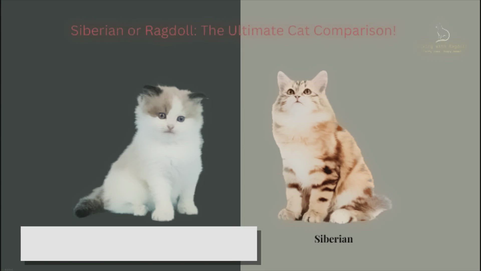 'Video thumbnail for Siberian or Ragdoll: The Ultimate Cat Comparison!'