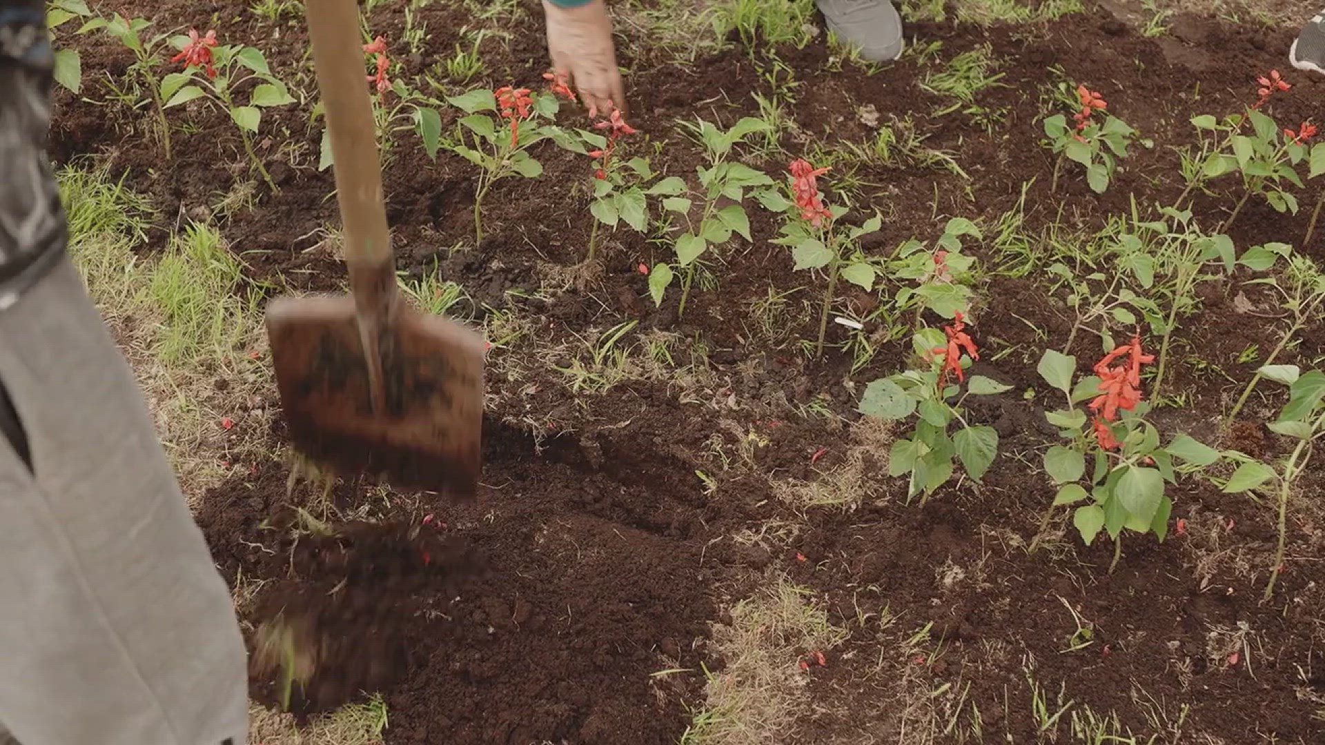 'Video thumbnail for How to Grow Marigolds in the Garden'