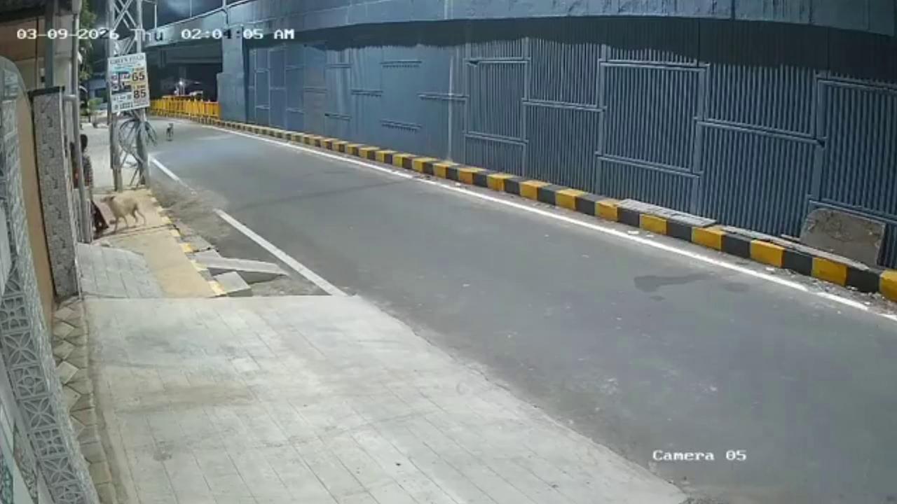 Video thumbnail for India: Woman saved from alleged sexual assault after stray dogs interrupt attack, suspect taken into custody.