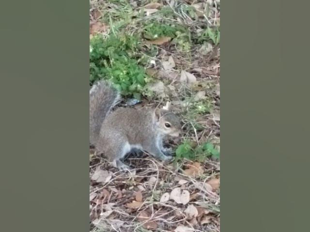 Video thumbnail for Squirrel Stands Completely Still When Police Siren Starts