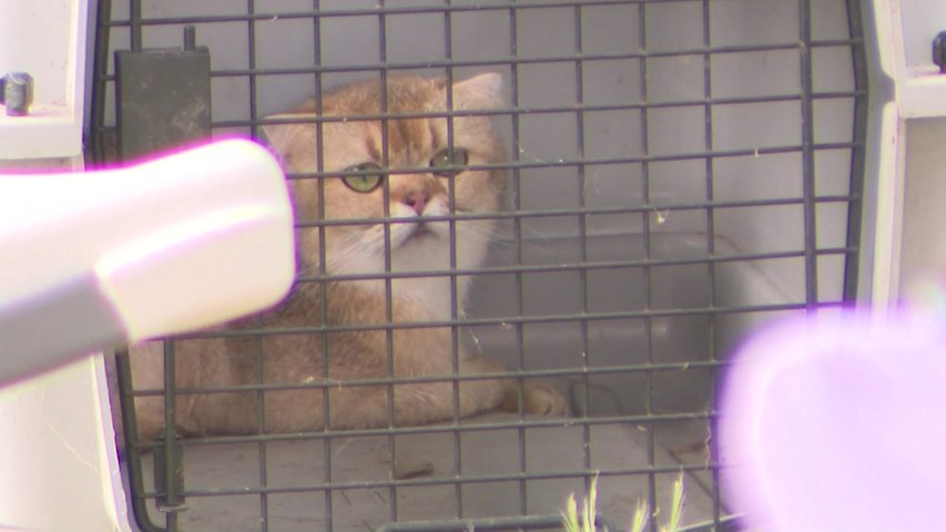 Video thumbnail for Rescued cat count reaches 137 at Glen Cove hoarder house