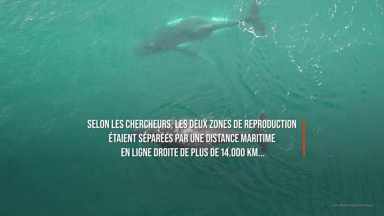 Video thumbnail for Les baleines à bosse parcourent jusqu'à 14.000 km pour se reproduire.