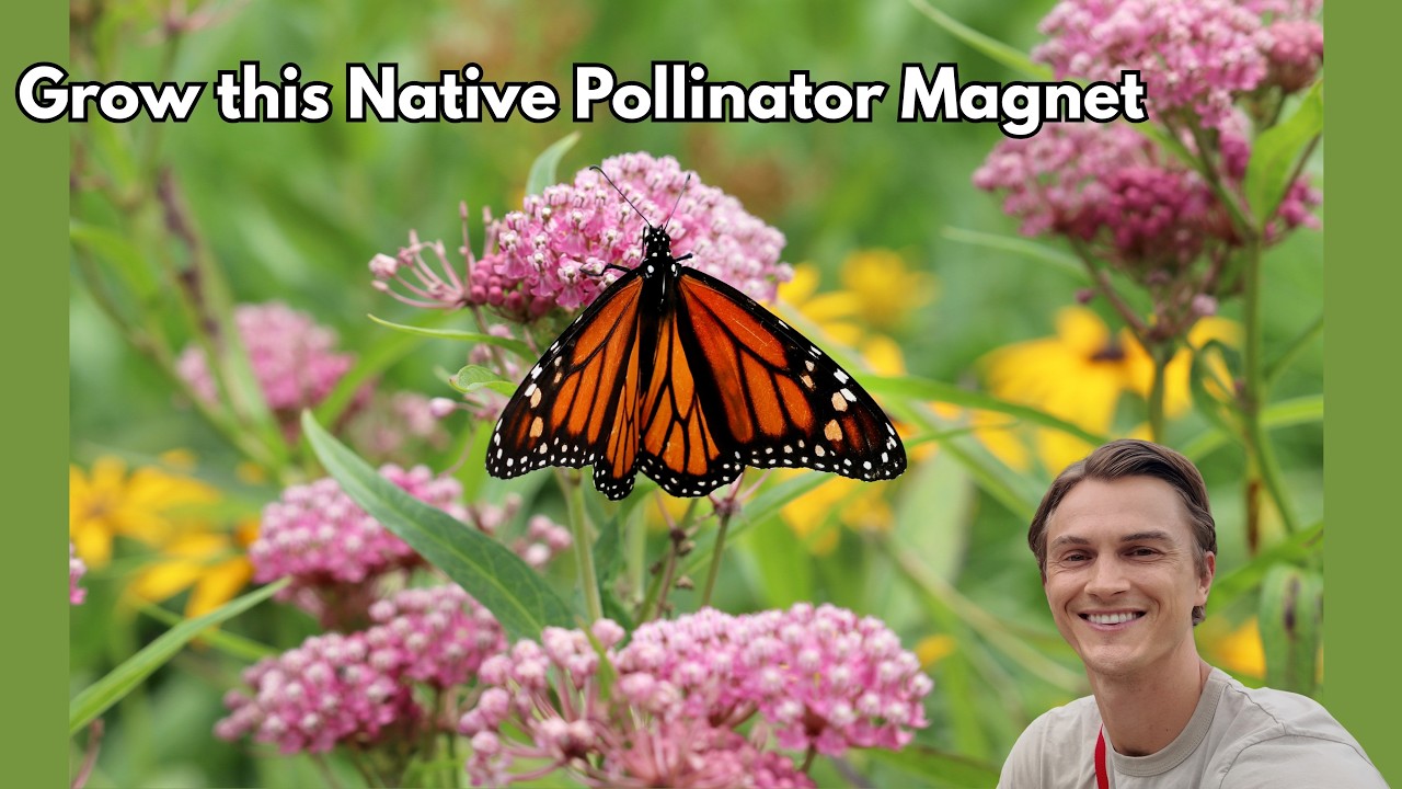 Video thumbnail for Milkweed (Asclepias incarnata) Grow this MONARCH BUTTERFLY Plant - Spring to Fall Tutorial