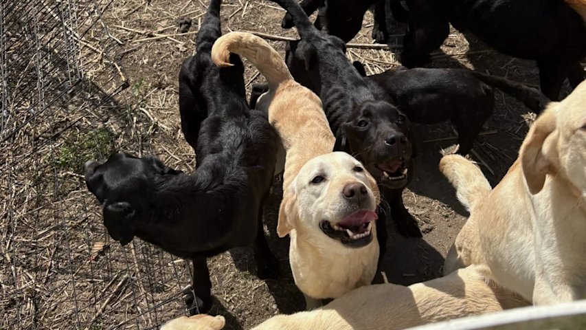 Video thumbnail for Putnam County man arrested on 34 counts of alleged animal cruelty