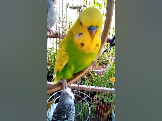 'Video thumbnail for Soaring Profits High Income Bird Businesses with Instant Short Term Gains#birds#parrot #birdslover #'