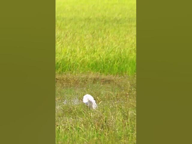 Video thumbnail for White Bird Catch Snail WB 02 #bird #birds #shortbird #viralbirds