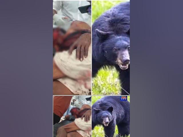 Video thumbnail for खूंखार भालू ने किया ग्रामीण पर हमला