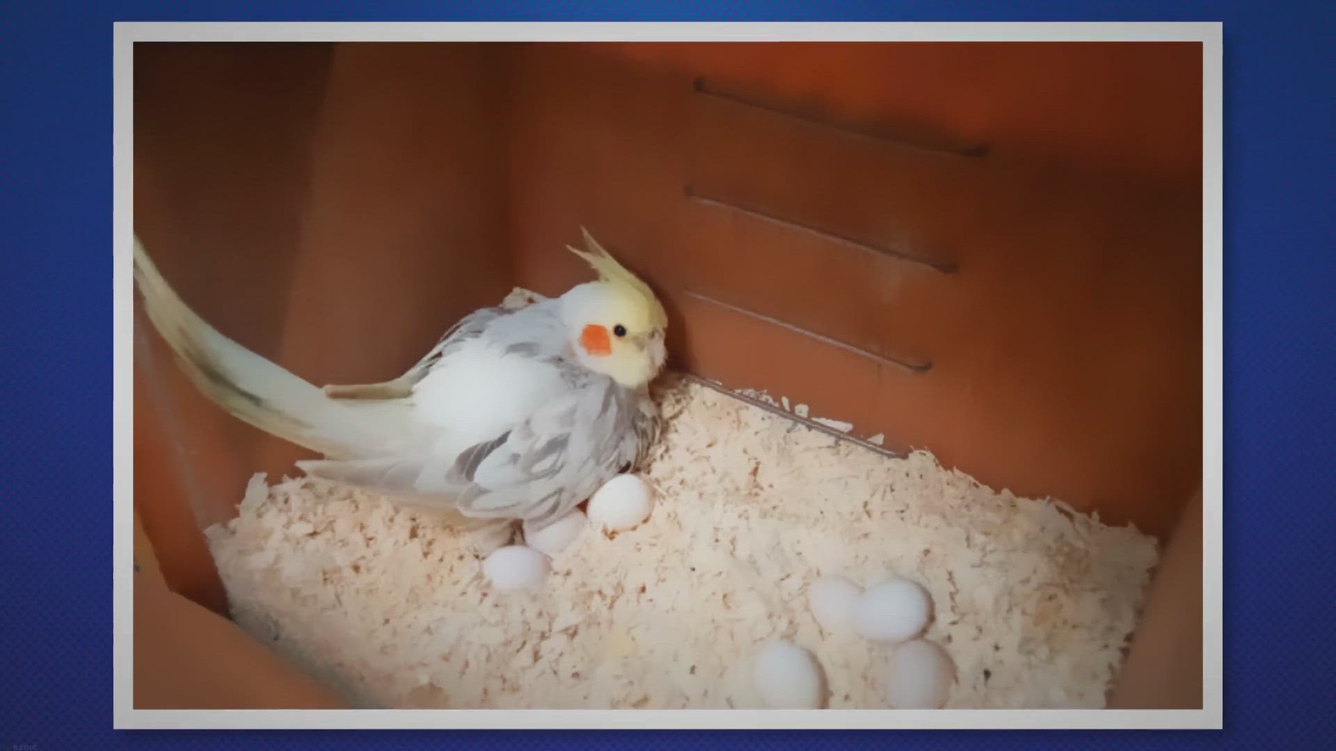 Video thumbnail for Incubating Cockatiel Eggs: The Complete Guide