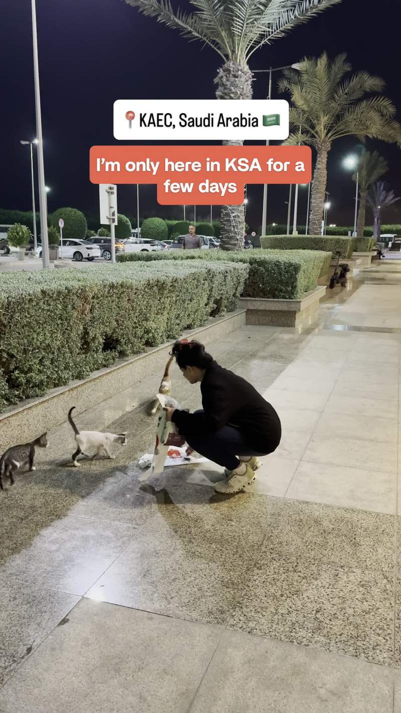 Video thumbnail for Street Cats Sharing a Midnight Feast in Saudi Arabia