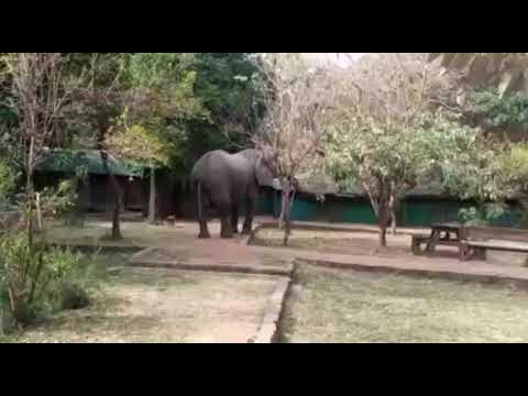 Video thumbnail for Majestic Elephant at Masai Mara