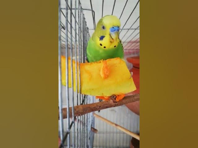 Video thumbnail for Budgies Eat Raw Pumpkin