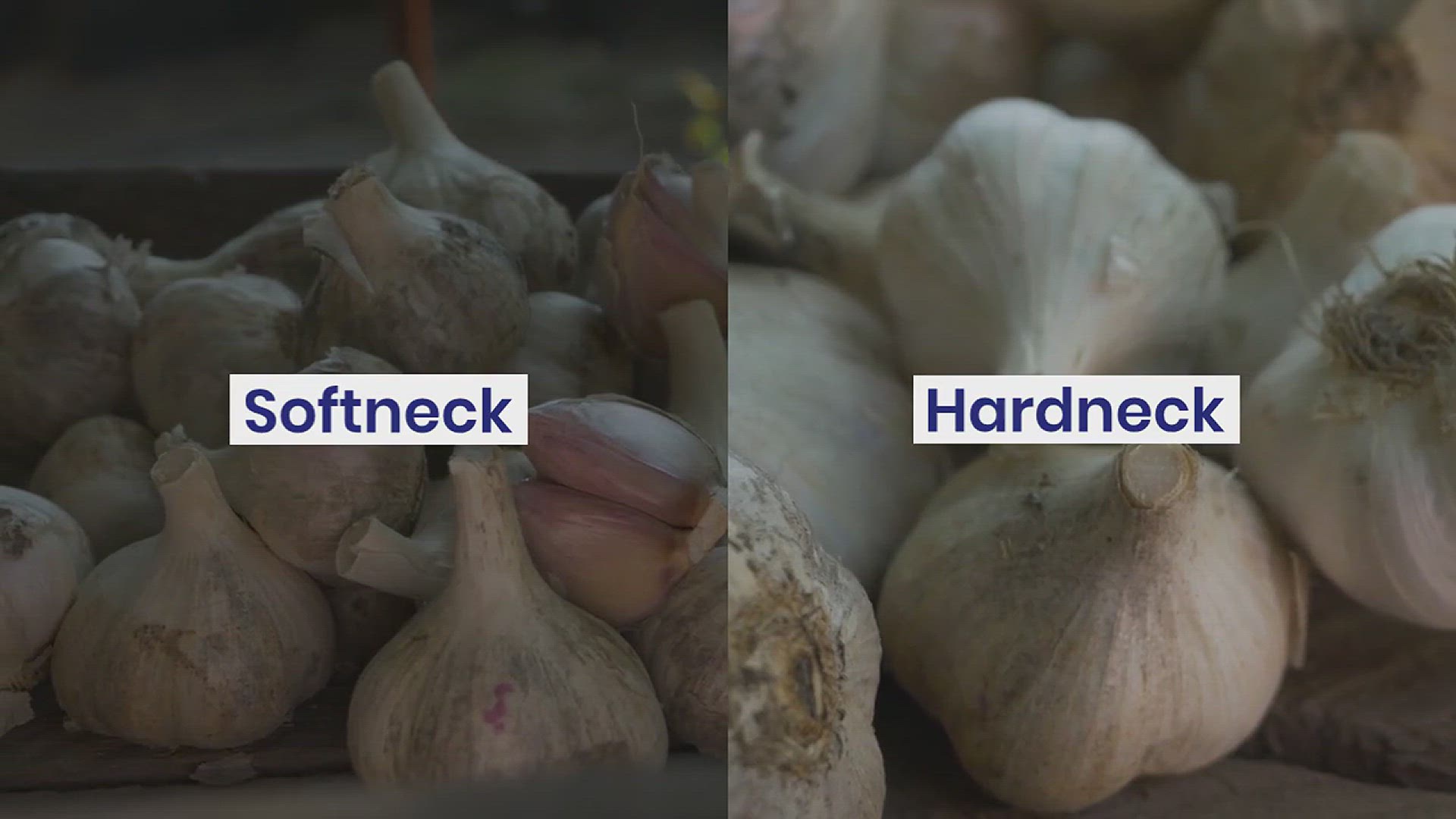 'Video thumbnail for How to Cultivate Garlic in the Backyard'