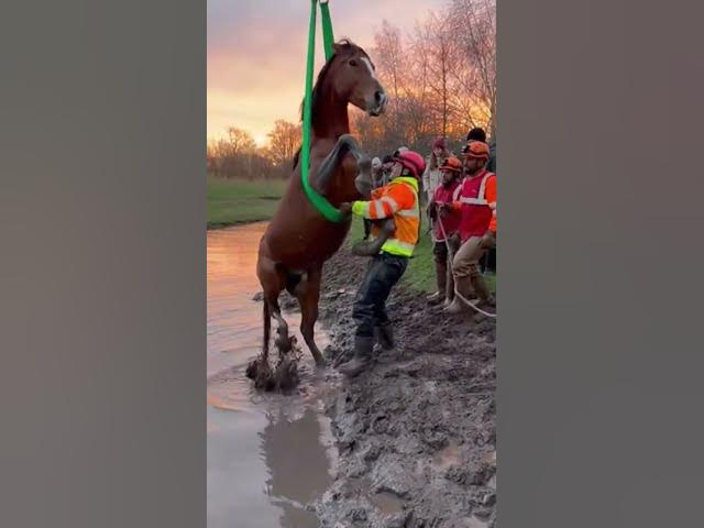 Video thumbnail for рдореМрдд рдХреЗ рдореБрдВрд╣ рд╕реЗ рдмрдЪрд╛ рдШреЛрдбрд╝рд╛ ЁЯРО | Emotional Animal Rescue#Shorts #YTShorts #ViralShorts #Trending #Reels