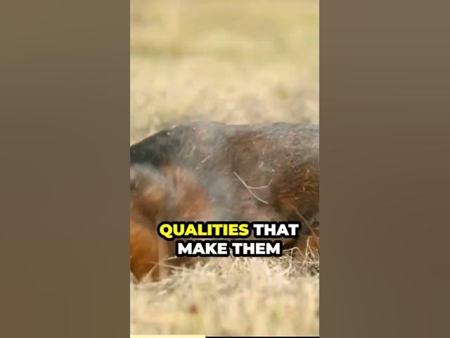 Video thumbnail for The Power of Training and Socialization