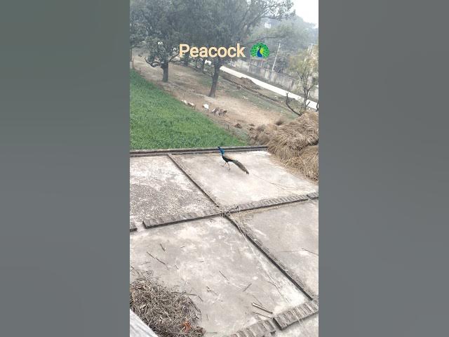 Video thumbnail for Peacock 🦚 – Pride of Nature