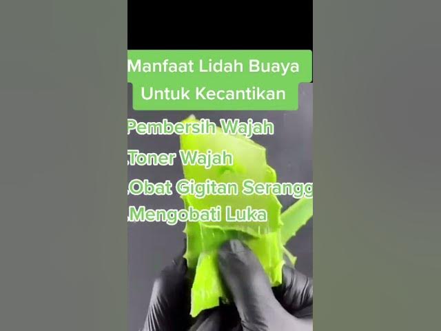 Video thumbnail for Manfaat Lidah Buaya#shorts #lidahbuaya #shortvideo