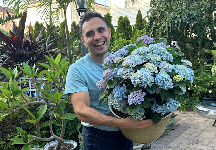 Video thumbnail for How to grow new hydrangea shrubs for FREE by taking cuttings