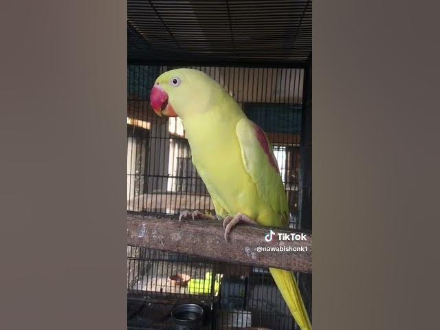 Video thumbnail for Yellow Raw Parrot