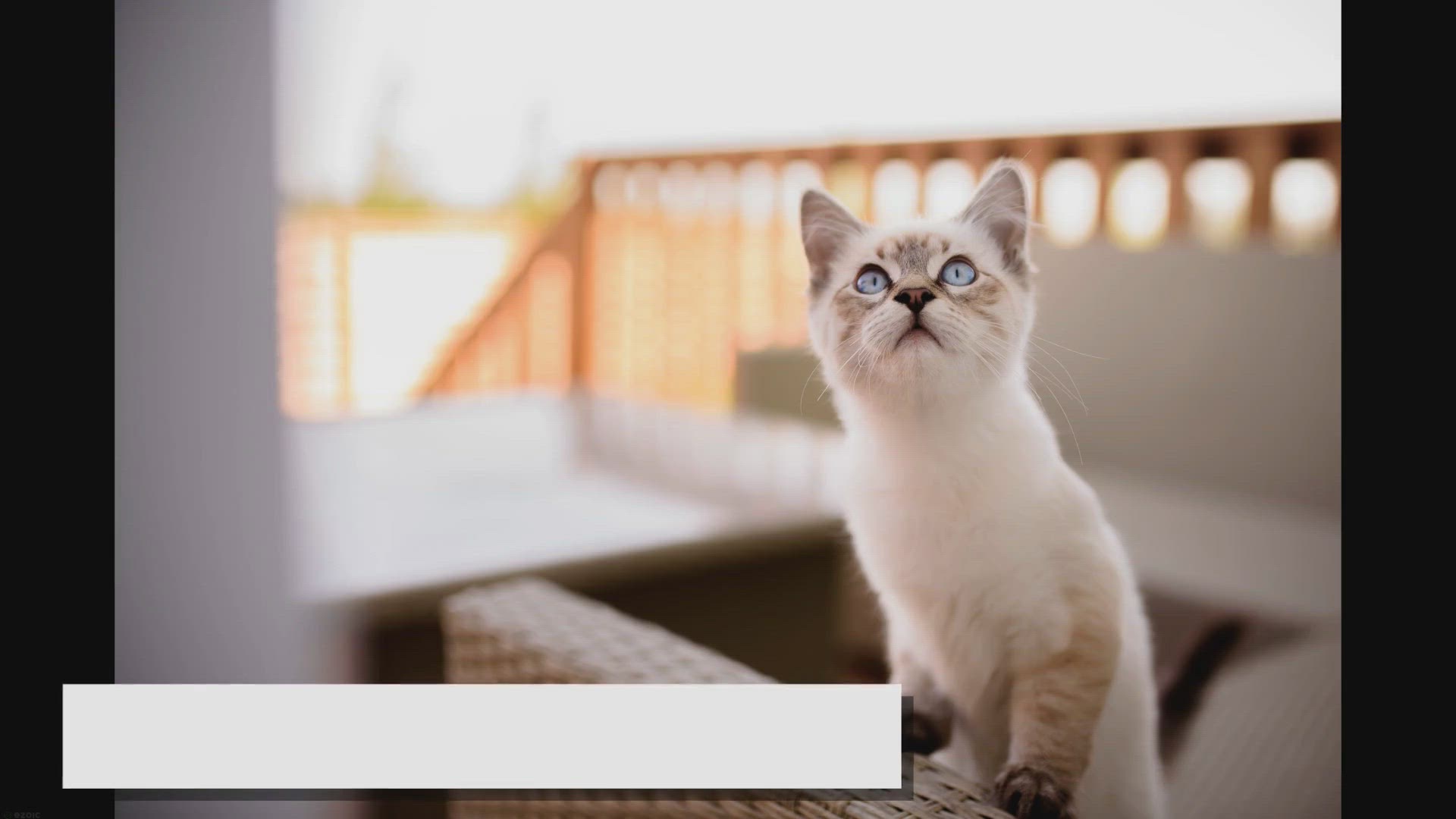 'Video thumbnail for Ragdolls: Born to Be Lap Cats? Find Out!'