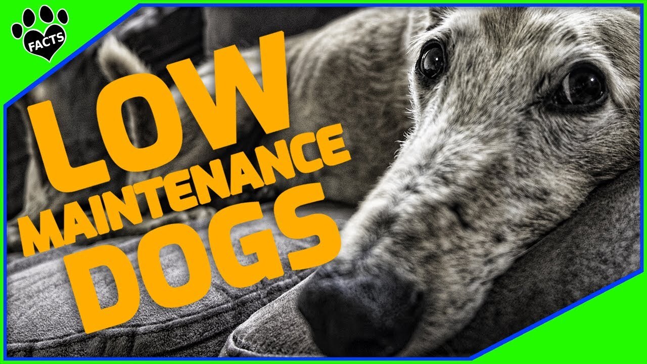 Video thumbnail for Discover the 10 Ultimate Low-Maintenance Dog Breeds for Busy People