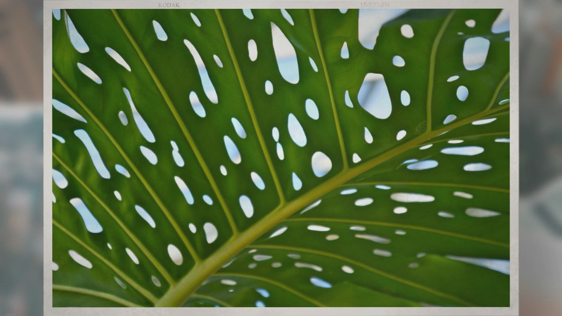 Video thumbnail for Mastering Monstera: A Comprehensive Guide to Growing and Caring for Your Monstera Plant