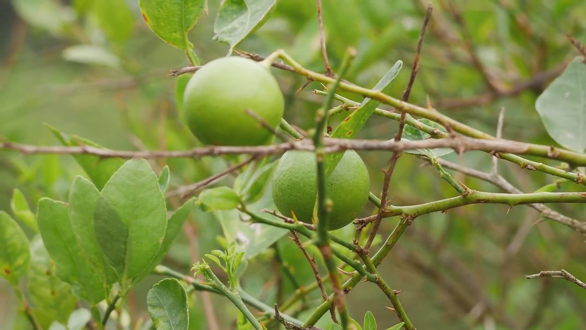 'Video thumbnail for Common Diseases of Lime Trees'