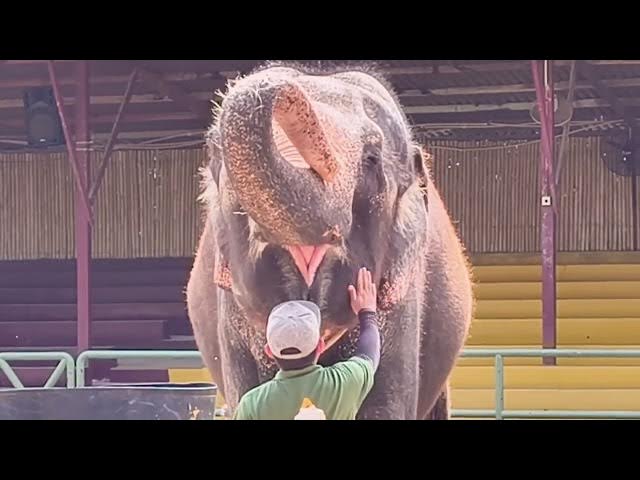 Video thumbnail for A famosa Safari Wonderland Melaka