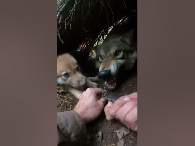Video thumbnail for Hands Prying Wire in a Tight Forest Den Closeup