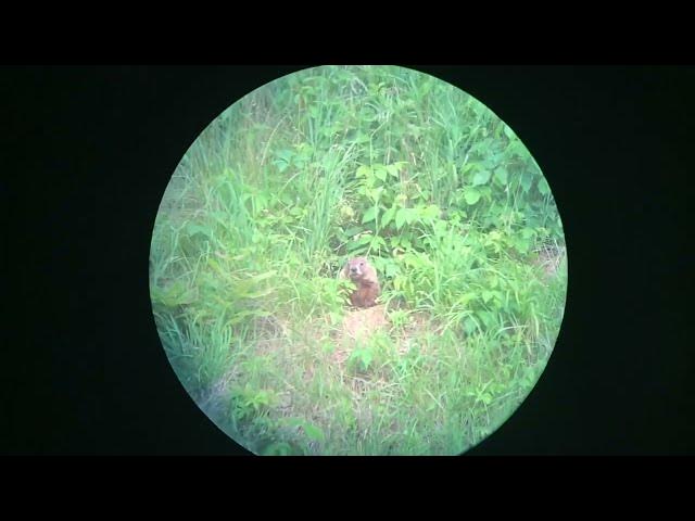 Video thumbnail for 308 Win 168gr match woodchuck