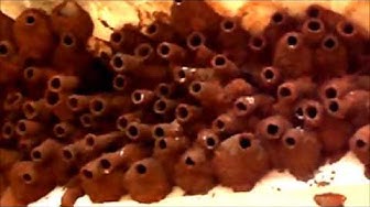 'Video thumbnail for Birds nest/Cliff swallow nest/Swallow birds nest/Mud nest of swallow bird'