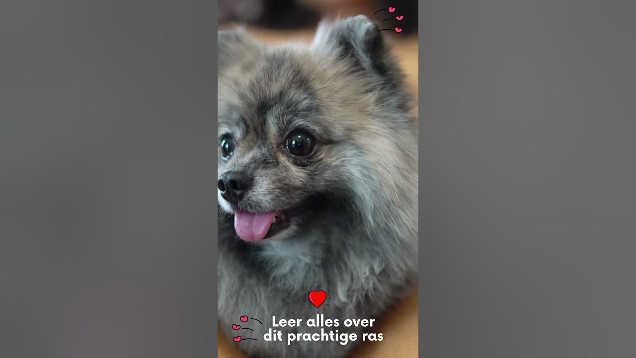 Video thumbnail for Leer alles over je favoriete huisdieren