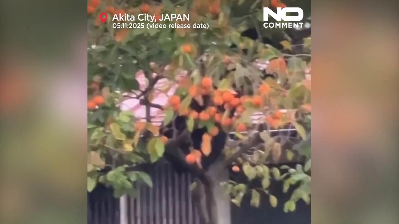 Video thumbnail for Japan deploys troops to help stop bear attacks