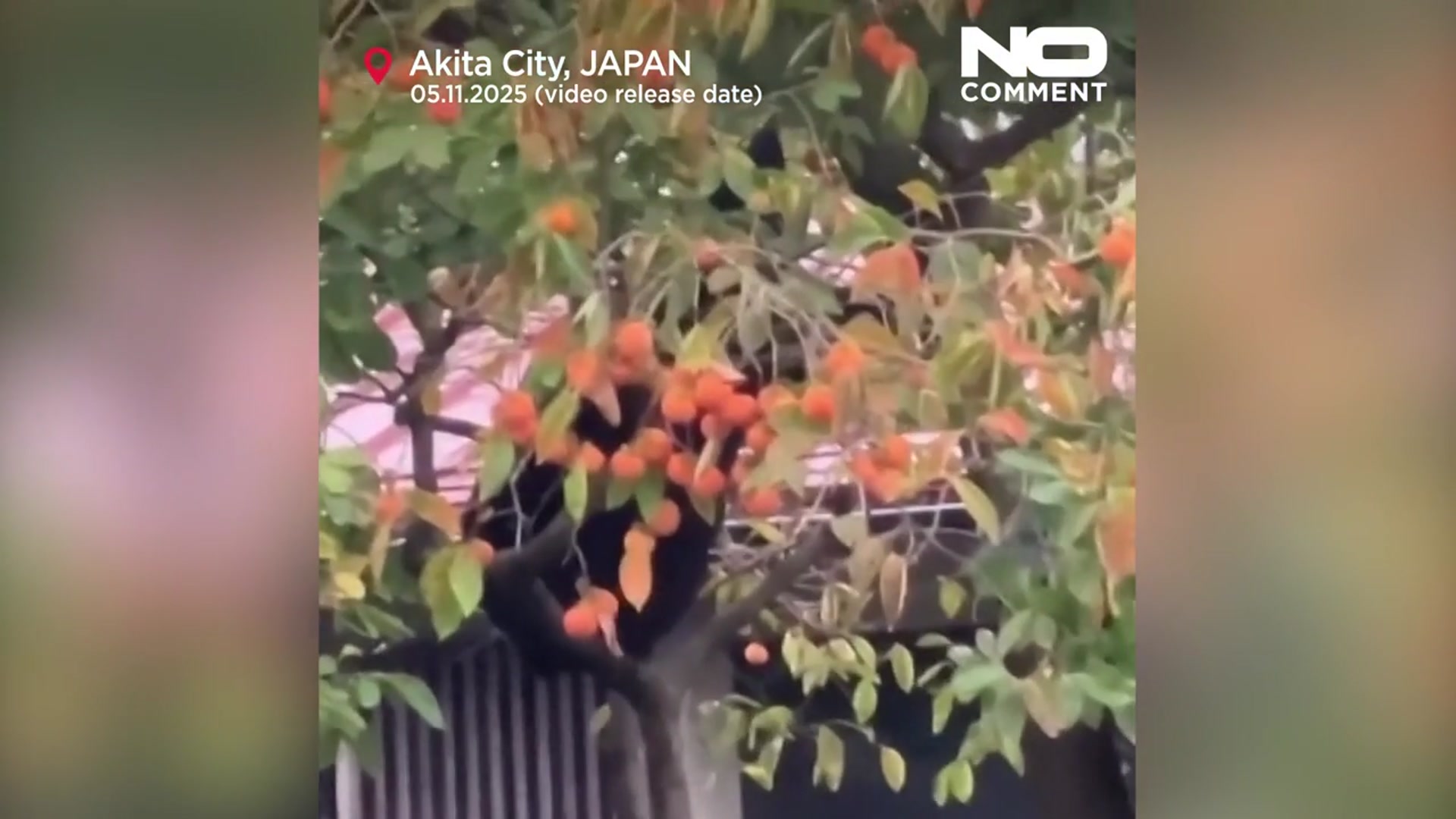 'Video thumbnail for Japan deploys troops to help stop bear attacks'