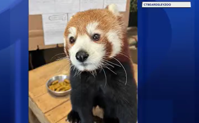 Video thumbnail for Fan mail floods Connecticut Beardsley Zoo as students shower red pandas with love