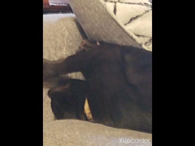 Video thumbnail for Onyx ...The best cat.