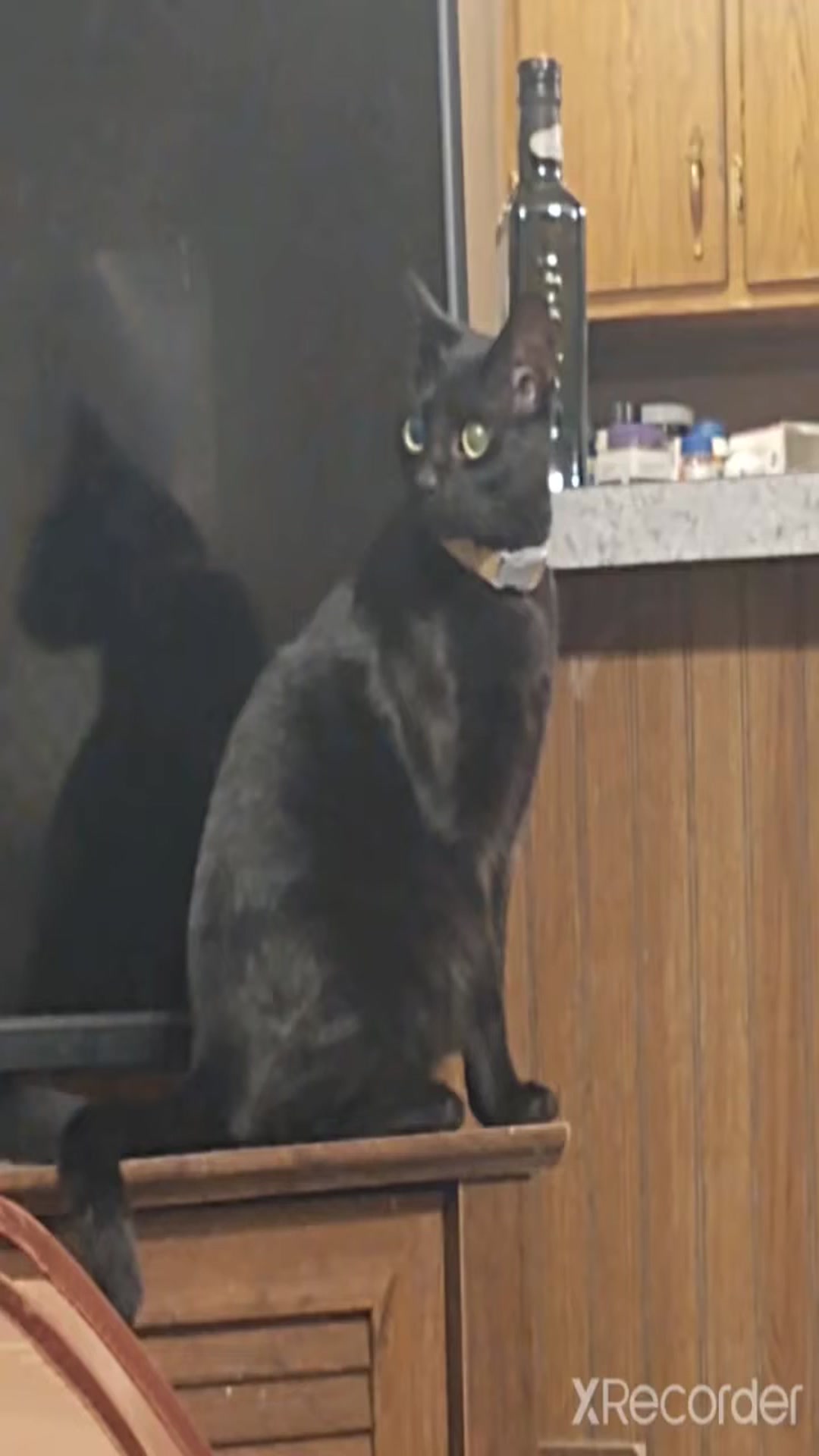 'Video thumbnail for Onyx ...The best cat.'
