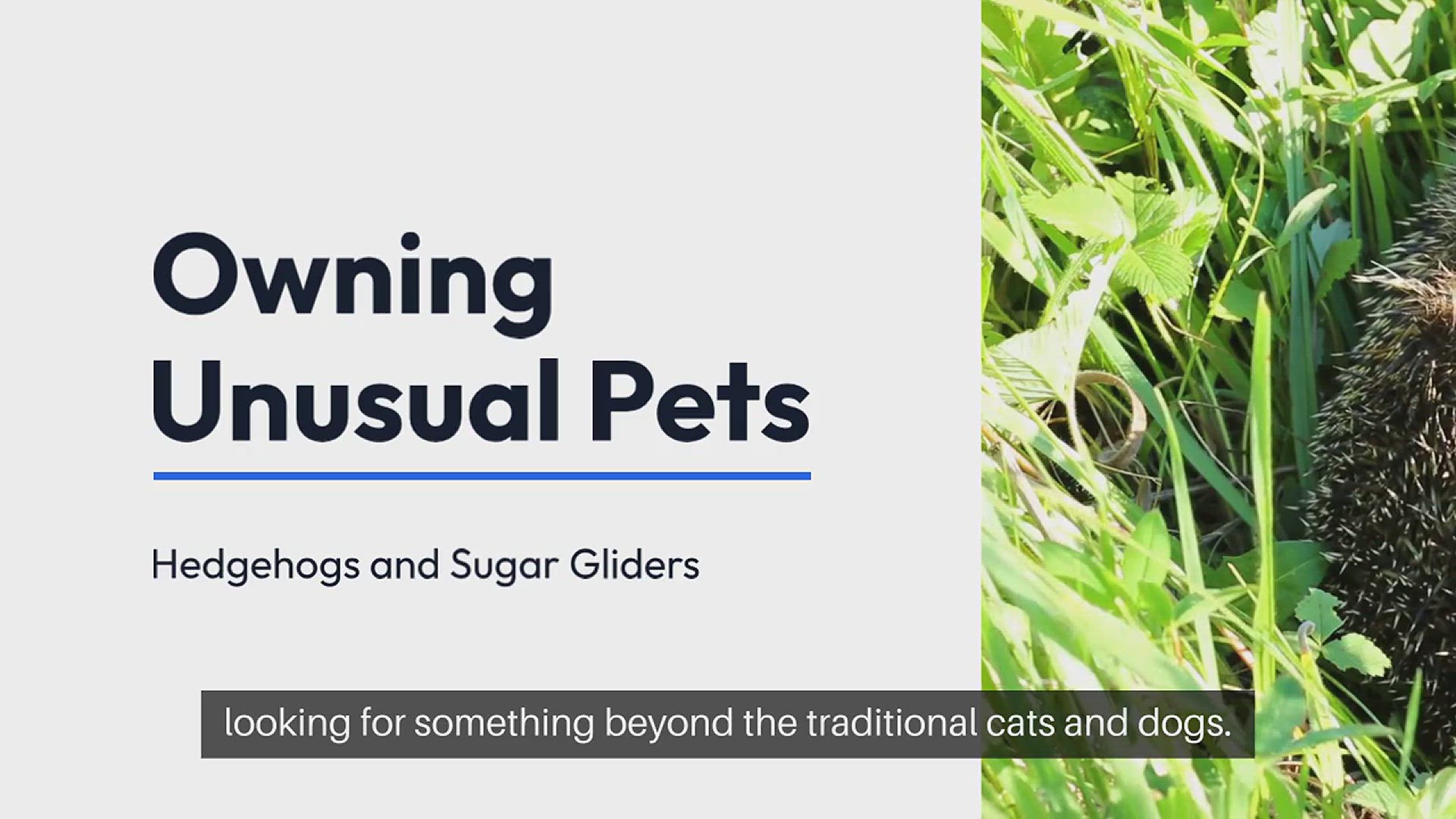 Video thumbnail for Unusual Pets Owning Hedgehogs and Sugar Gliders