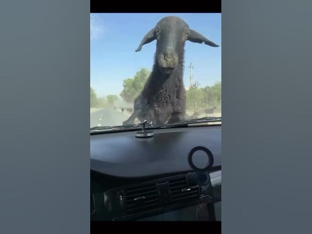 Video thumbnail for 16-oktabr, 2025