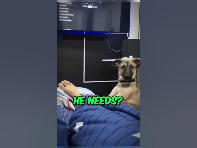 Alarm Clock Paws: When Your Dog Decides It's Time to Rise 🐾😂